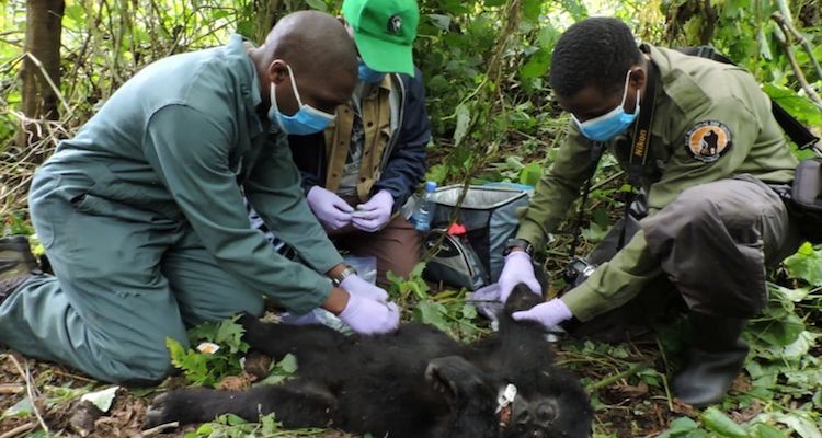 poaching gorillas 