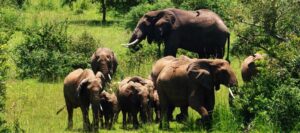 10 Days Uganda Safari