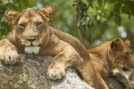 QueenElizabethNationalPark | Gorilla Trek Africa Ethiopia safari