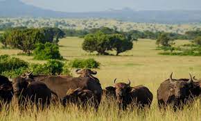 9 days safari to Uganda Rwanda and DR Congo