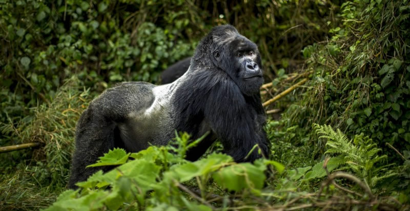 Gorilla trekking in Rwanda  Uganda during lockdown