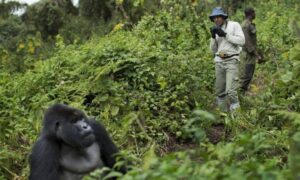 gorilla trekking