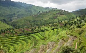 6 Days Rwanda Safari 