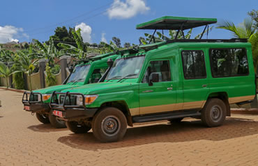 Gorilla Trek Africa
