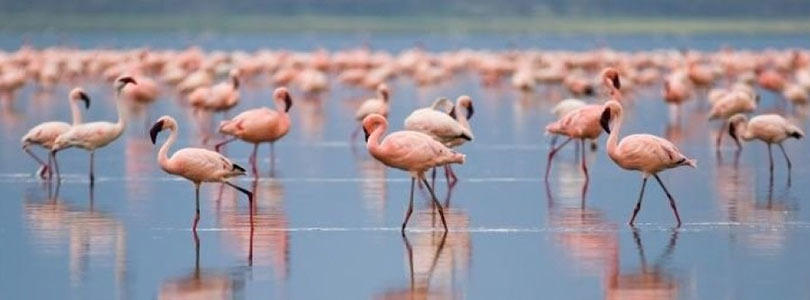 8 Days Kenya Wildlife Safari