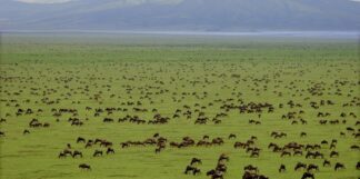 gorilla safaris
