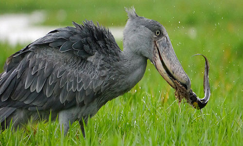 Bird Viewing
