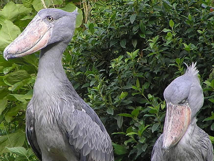 Uganda Birding Safaris