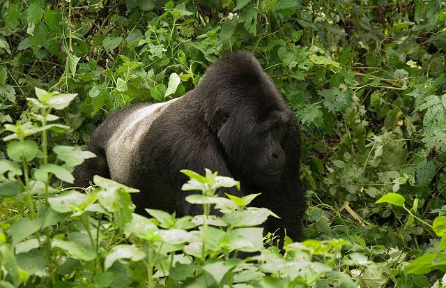 Gorilla size 