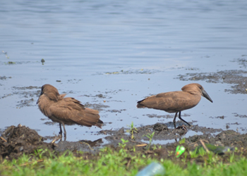 20 Days Uganda Safari