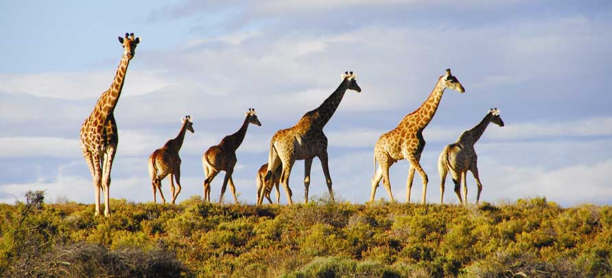 off season safaris 