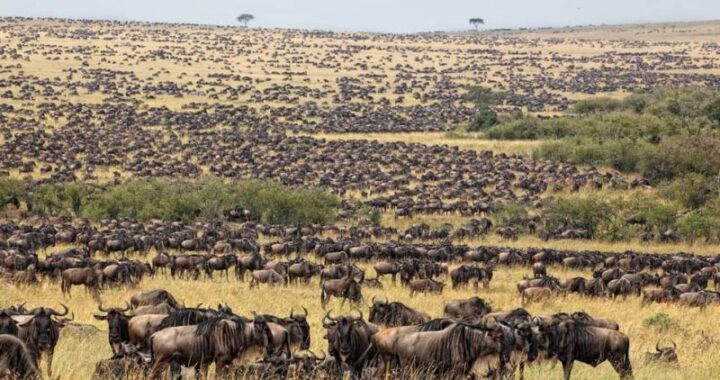 9 Days Northern Tanzania Safari