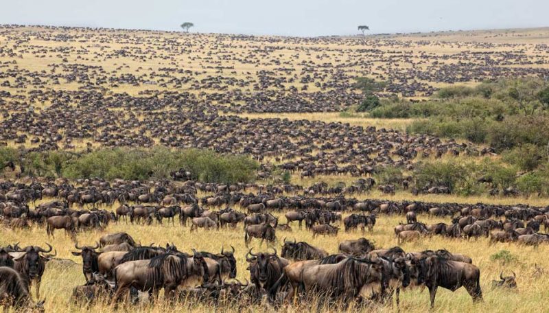 9 Days Northern Tanzania Safari