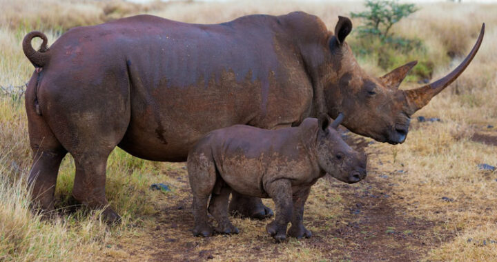 7 days Tanzania wildlife safari