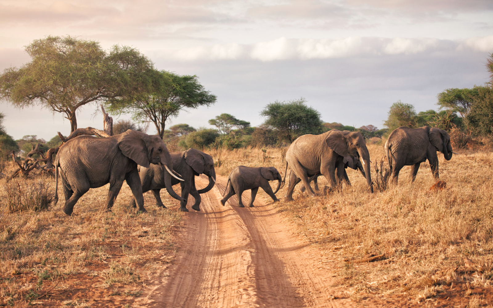 Tarangire national park