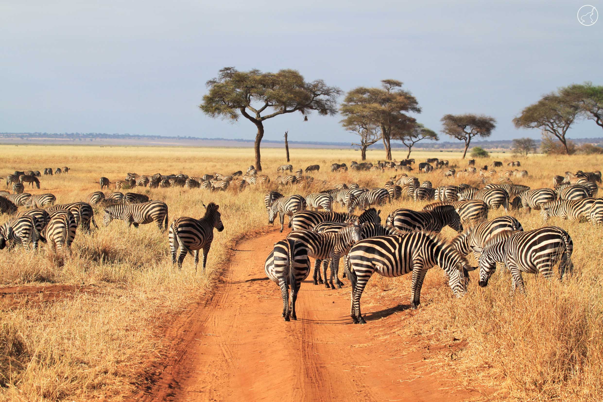 Tarangire national park