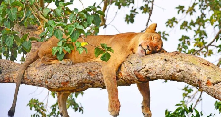 24 days Rwanda Uganda safari