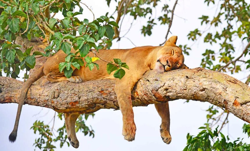 Game Viewing