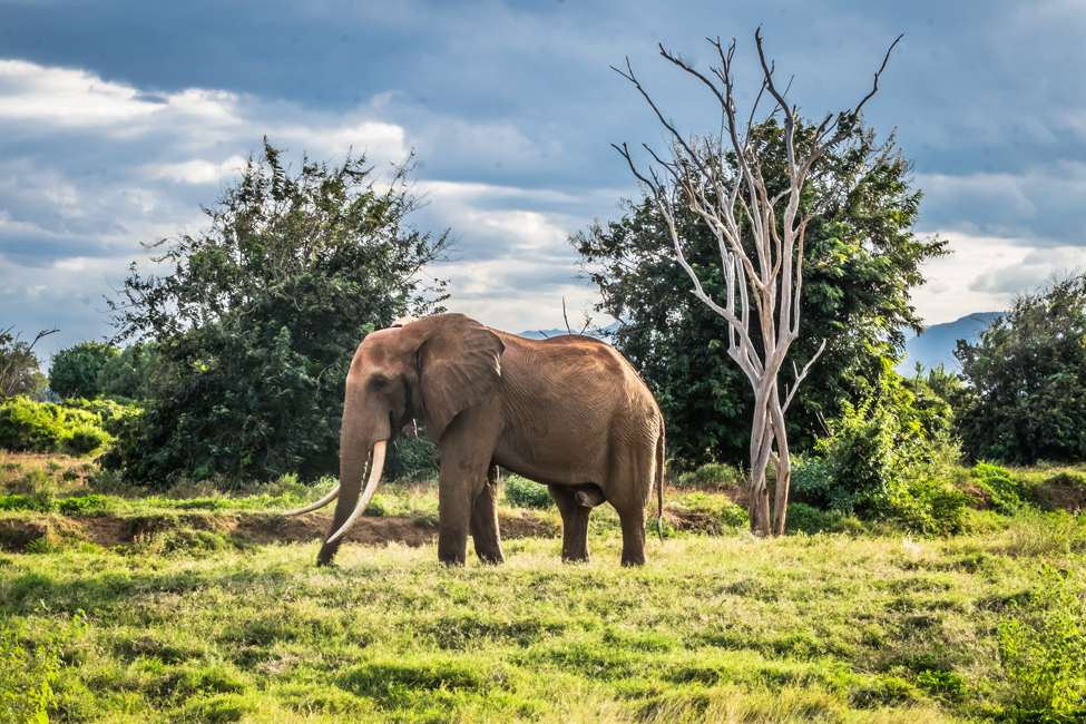 tsavo conservation area
