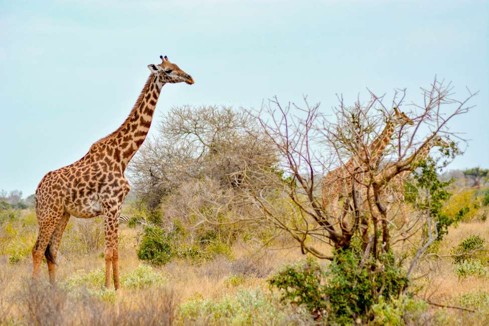tsavo conservation area