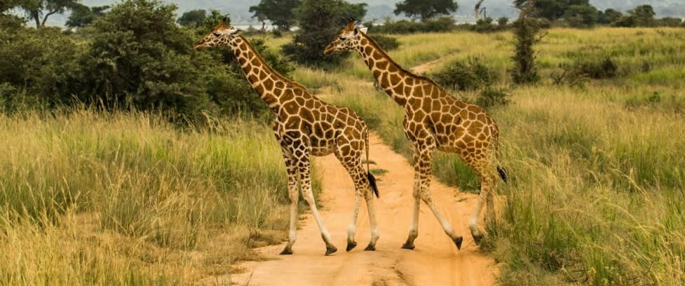 UWA extends discounted offers to Uganda Parks