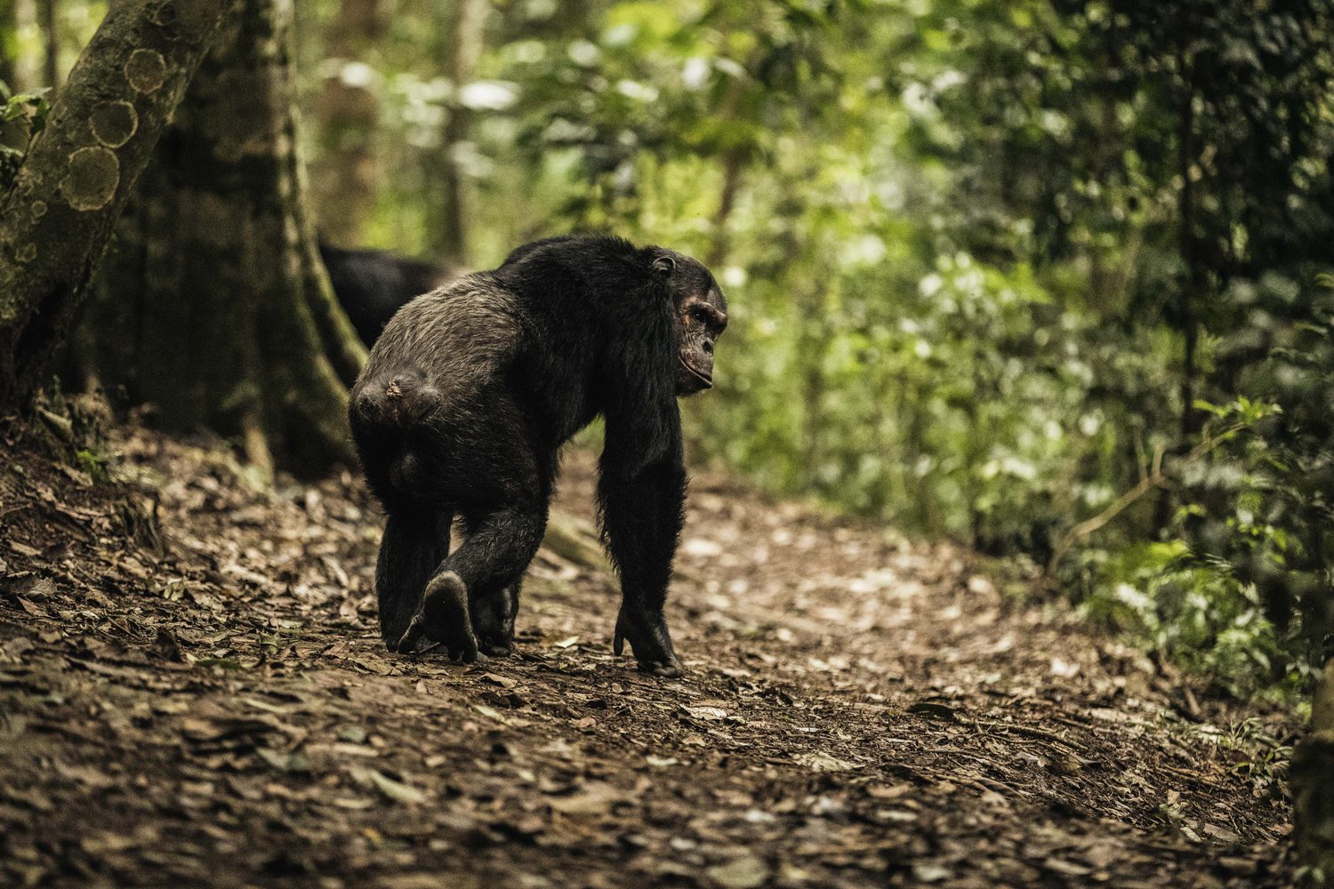 chimpanzees in Gishwati Mukura