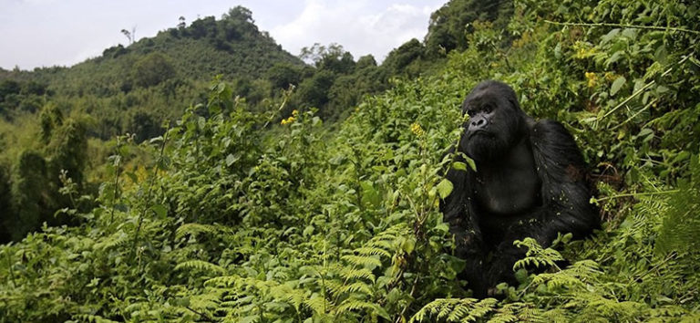 2 days rwanda gorilla tour