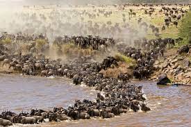 safari experiences