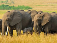 4 Days Uganda Gorillas Safari