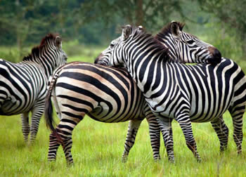 12 Days Uganda Safari