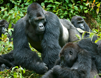 Congo gorilla safaris