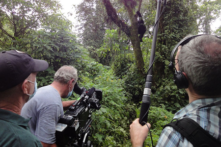 gorilla safaris